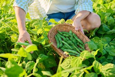 Woman picking green beans in the summer garden