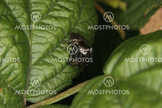 Jumping spider (Salticidae)