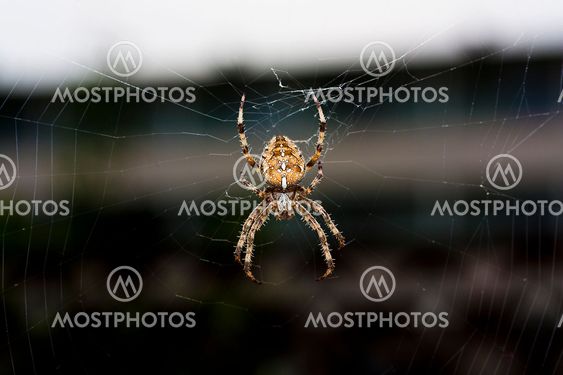 Spider