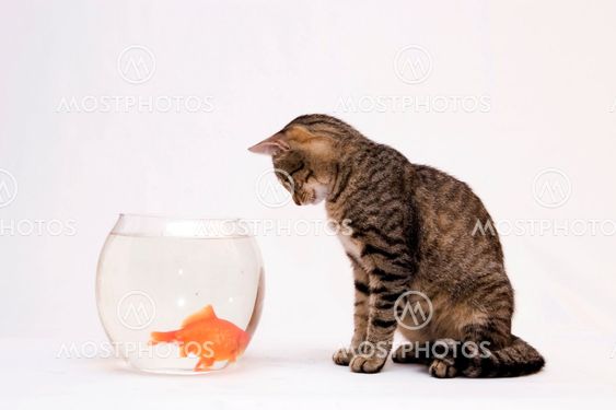 Hem katt och en guld fisk.