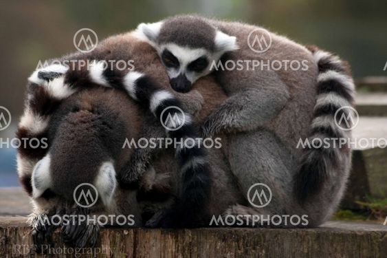 Cuddles