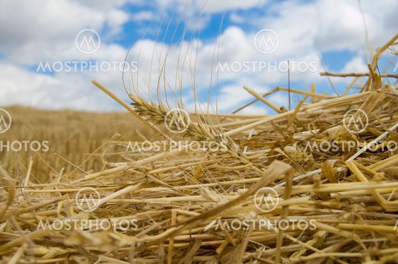 ear of wheat