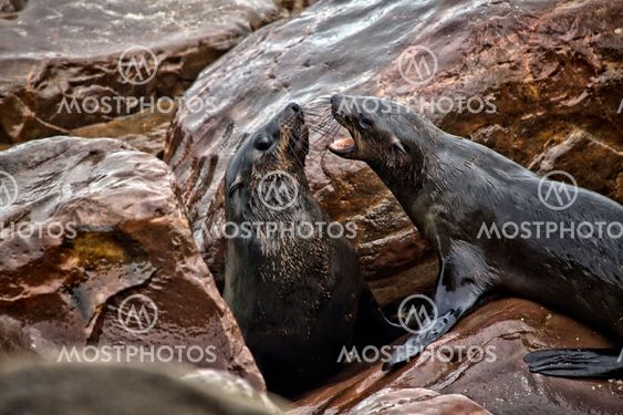 fur seal fighting on the beach at cape cross seal reserve namibia africa near the skeleton coast