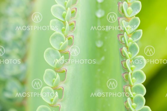 Close-up of a leaves sprouting on of a parent leaf of a lifeplant