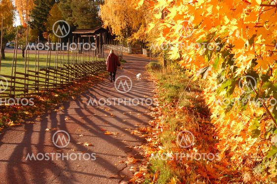 Walking with the dog