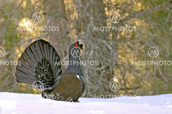 Capercaillie /Wood Grouse (Tetrao urogallus)