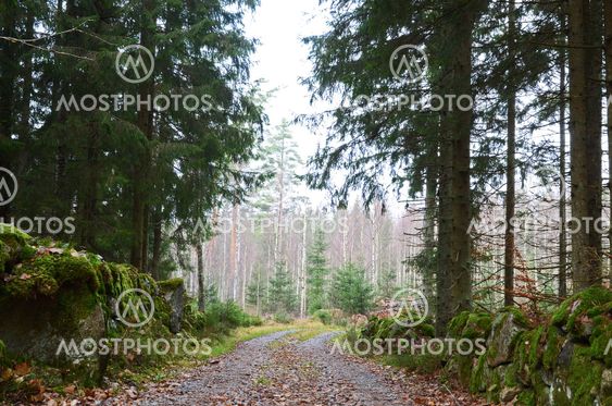Forest Road