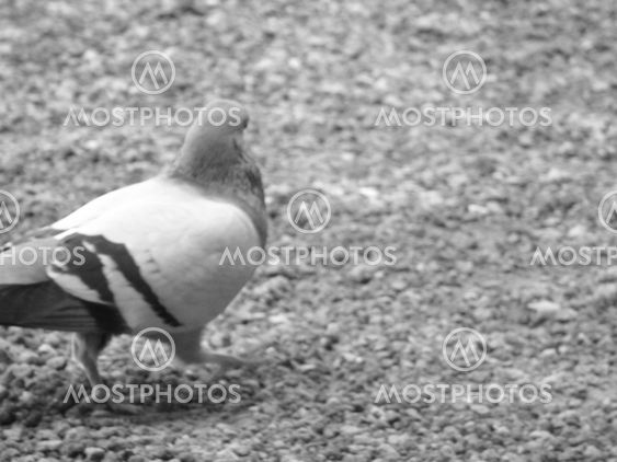 bird walking alone