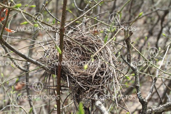 jack of the bird in thick shrubbery