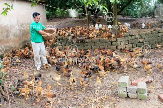 Vietnamese farmer feeding chicken by rice
