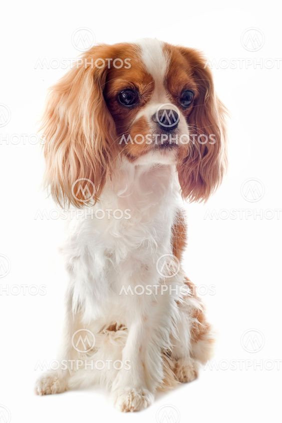 cavalier king charles