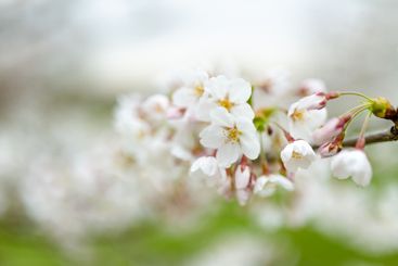 Beautiful cherry tree blossoming on spring. Beauty in...
