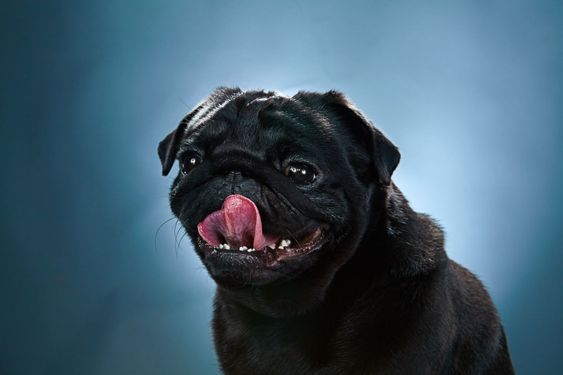 Close-up a Pug puppy in front of blue background