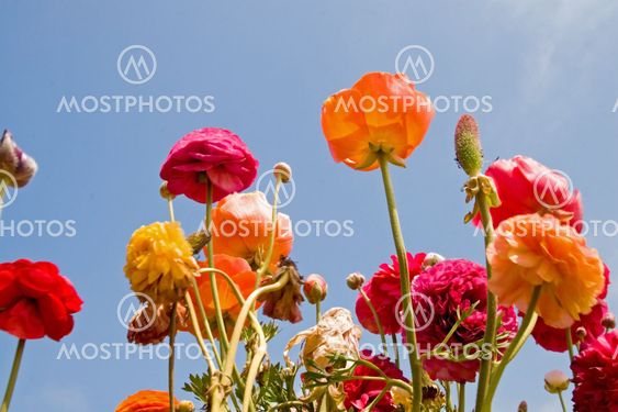 Asiatic Ranunculus Flowers