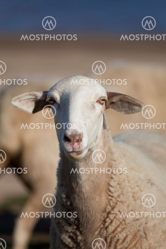 Flock of sheep, Ebro reservoir, Burgos, Castilla y Leon, Spain