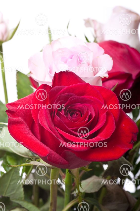 Red and Pink Rose in Bouquet