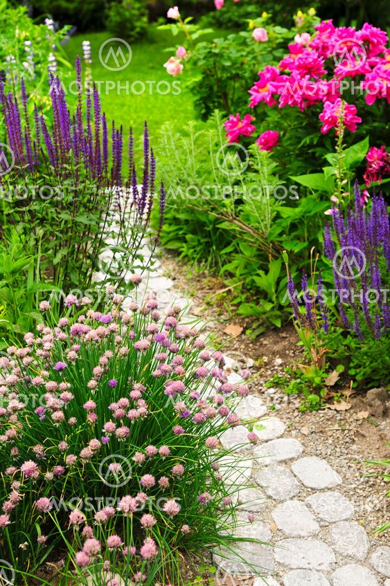 Path in blooming garden