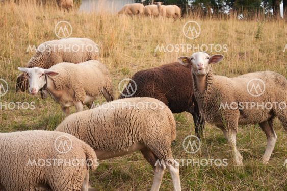 White Sheep and Brown Sheep grazing in a field in Switzerland