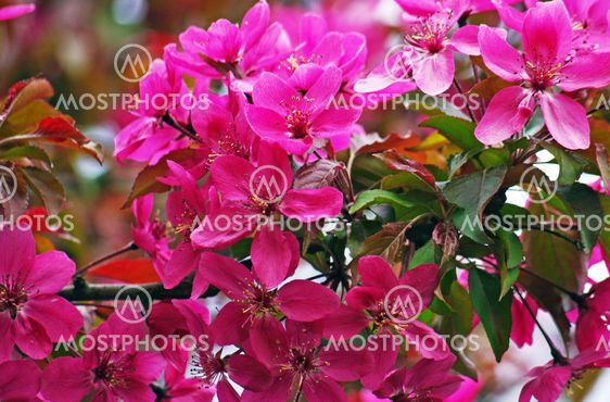 pelargonium flowers in the garden