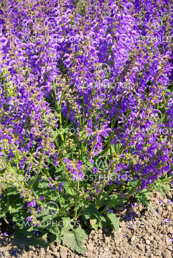 Wiesensalbei - Meadow Sage 02