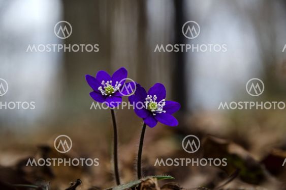 Two deep blue anemones