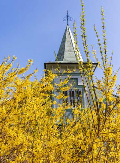 Blommande Forsythia vid ett gammalt hus med torn