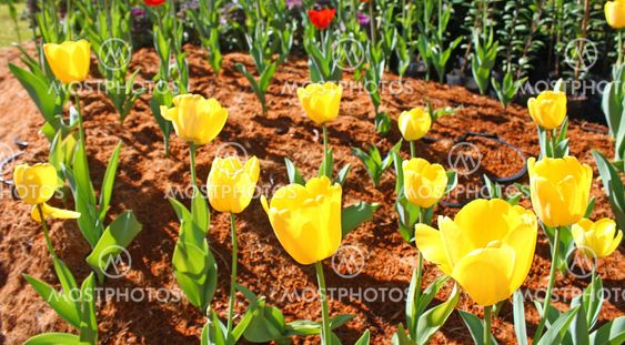 Beautiful spring flowers