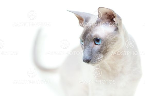 Hairless Cat