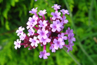 verbena bonariensis