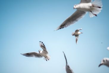 Group of seagull seabirds with wings and feathers is...