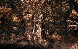Alsatian Wolf Dog Sitting In Green Autumn Park forest....