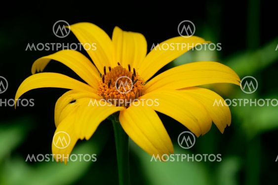 Yellow Flower