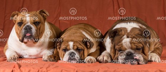 three dogs