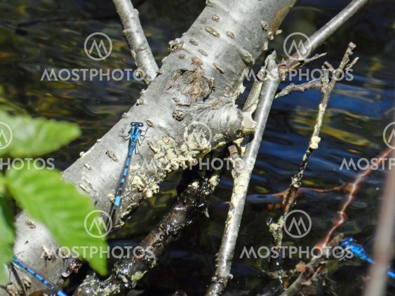 Blue damselflies on a branch