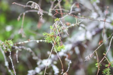 Close-up of juniper tree. Medicinal evergreen plant.