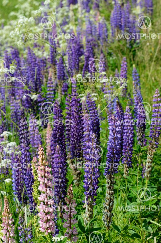 blooming lupines in June