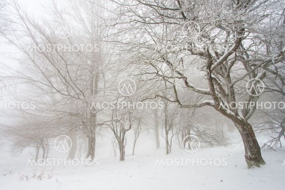 Forest of Urbasa