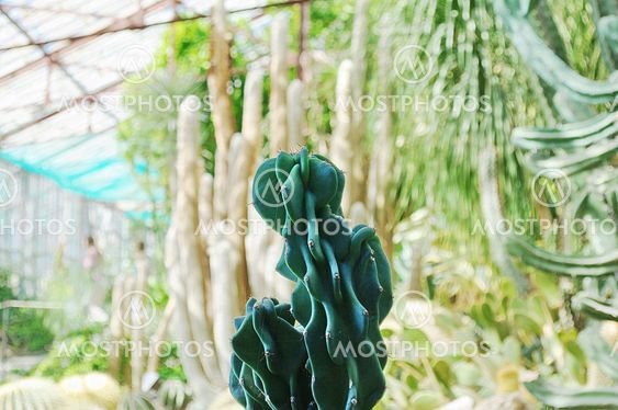 Cactus
