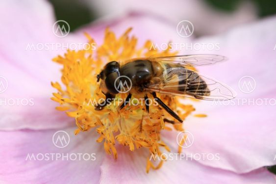 Anemone flower with a bee