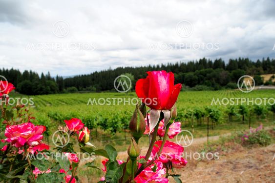 Roses And Vineyard