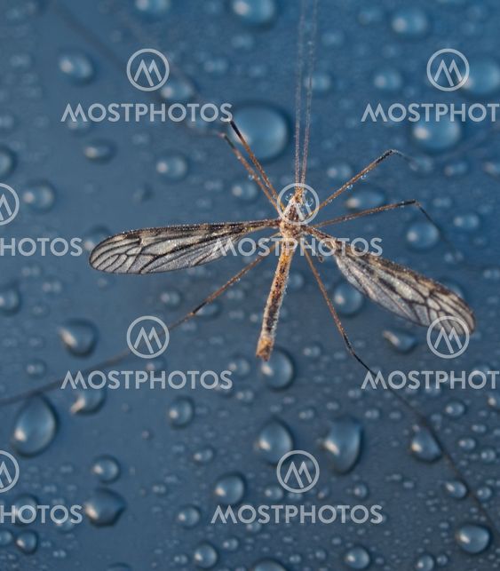 winged insect with water drop background