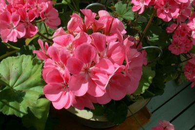 rosa pelargonia