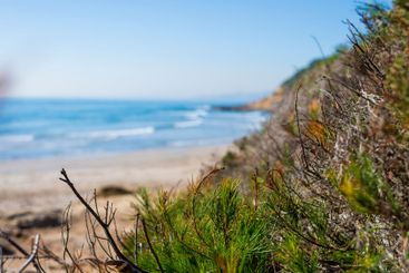 Green plants close up near seashore in sunny day