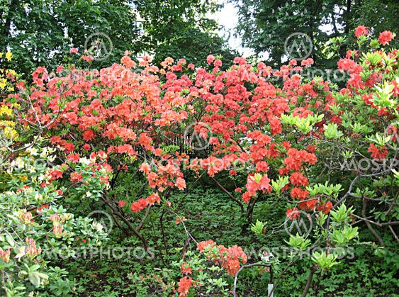 Rhododendrons in spring