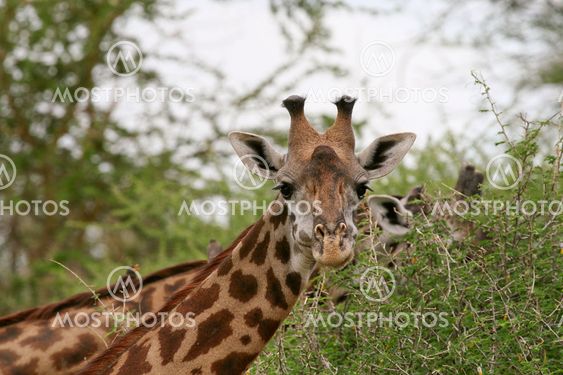 Giraffen (Giraffa camelopardalis)