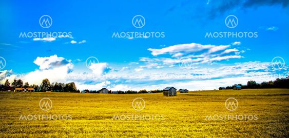 Green summer field