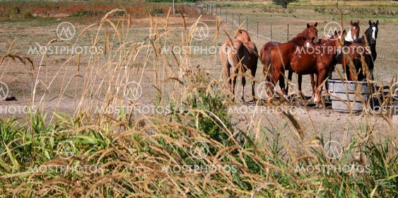Horse Feeding Time