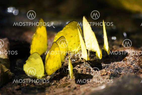 buterfly (Colias crocea)