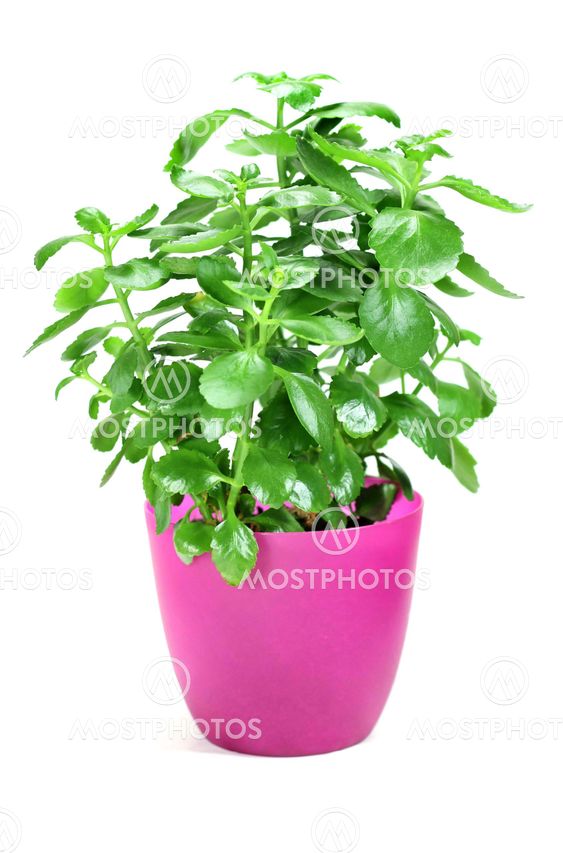 Home plant in flower pot on white background