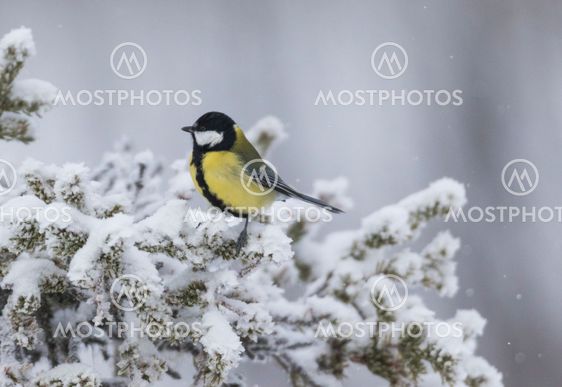 Great tit sitting in a snowy spruce